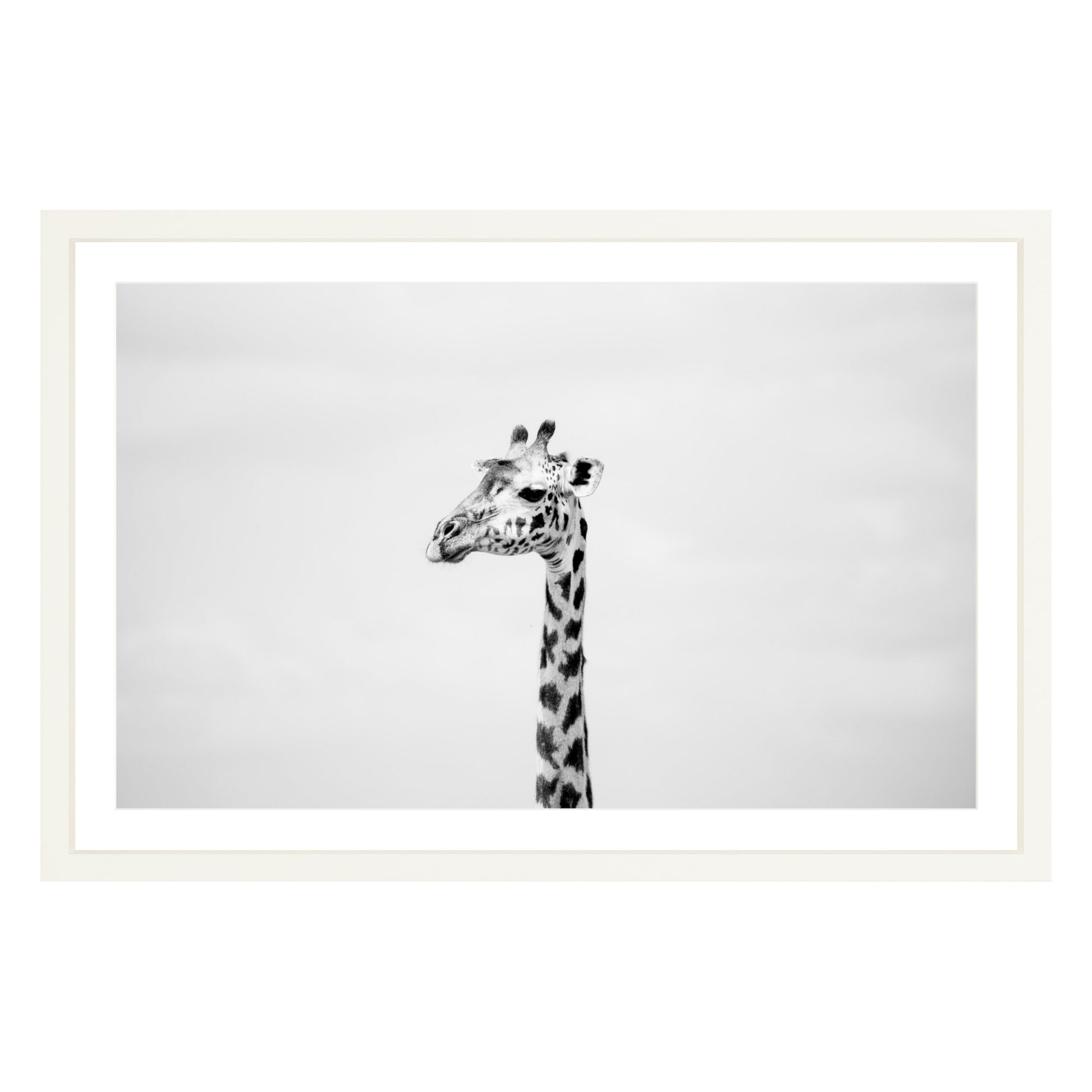 Black and white photograph of a giraffe in white frame with white mat