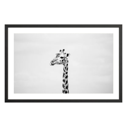 Black and white photograph of a giraffe in black frame with white mat