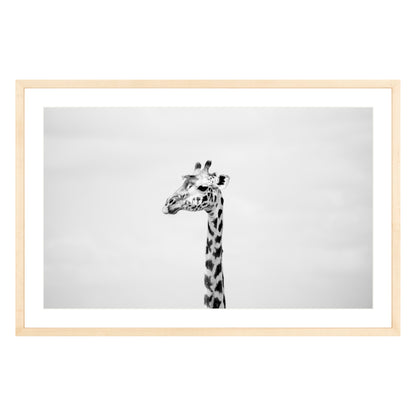 Black and white photograph of a giraffe in natural wood frame with white mat