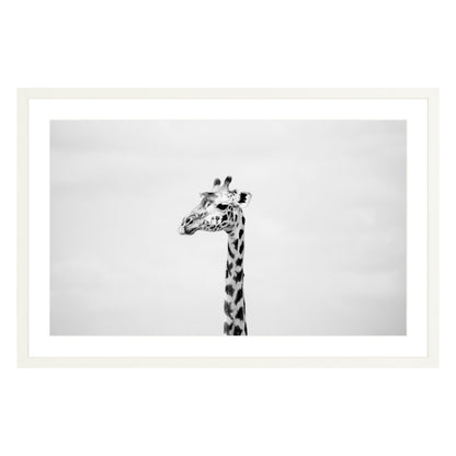 Black and white photograph of a giraffe in white frame with white mat