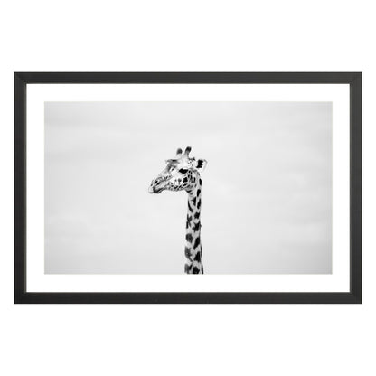 Black and white photograph of a giraffe in black frame with white mat