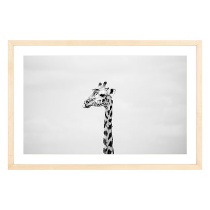 Black and white photograph of a giraffe in natural wood frame with white mat