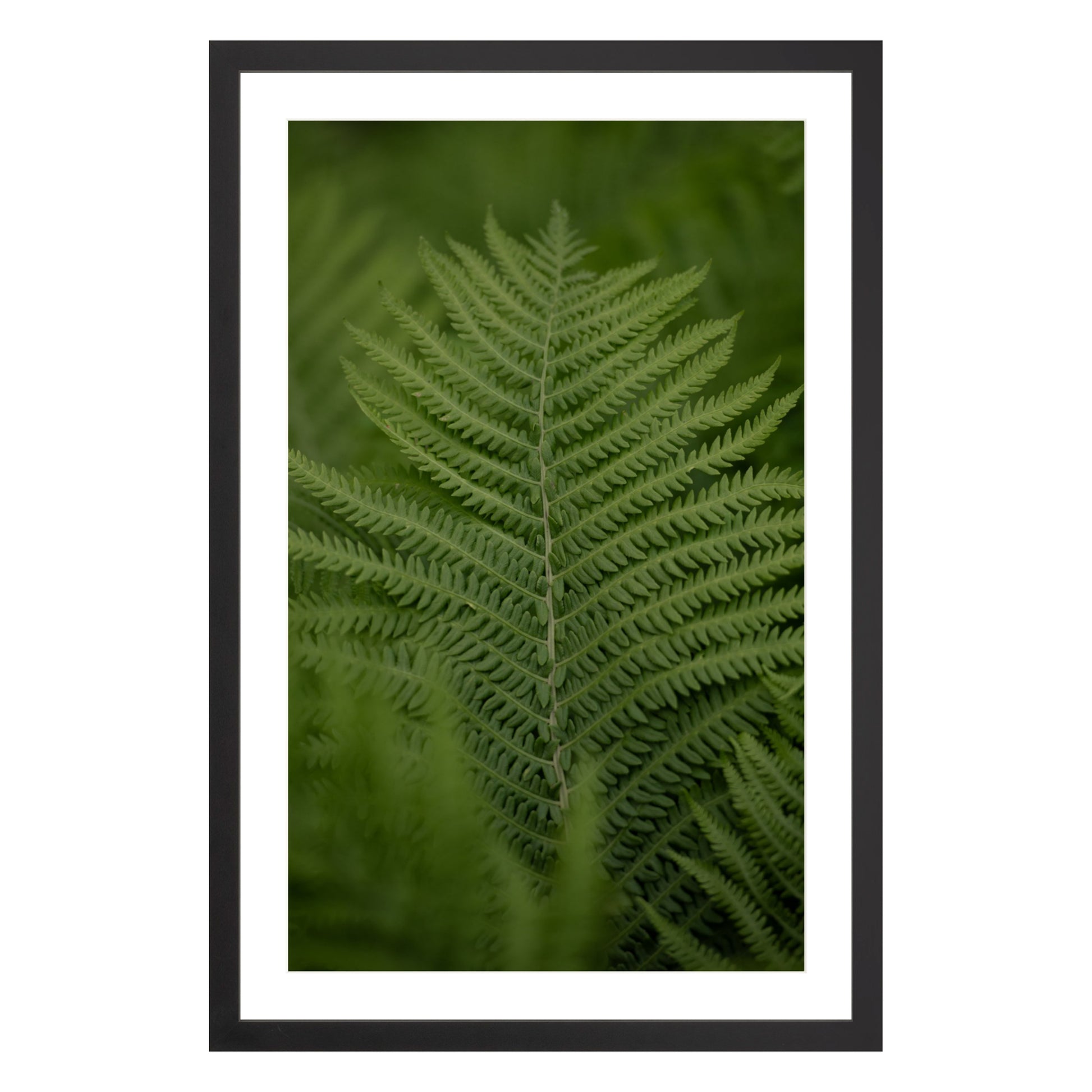 Photograph of green fern leaf framed in black with white mat