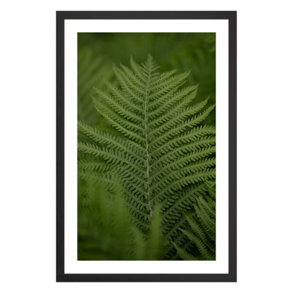 Photograph of green fern leaf framed in black with white mat