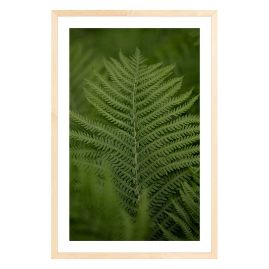 Photograph of green fern leaf framed in natural wood with white mat