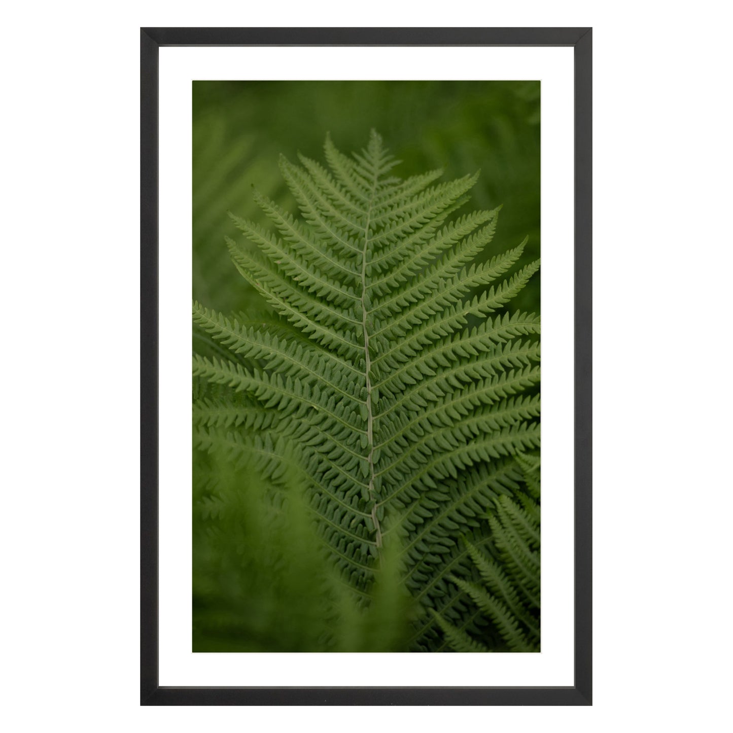 Photograph of green fern leaf framed in black with white mat