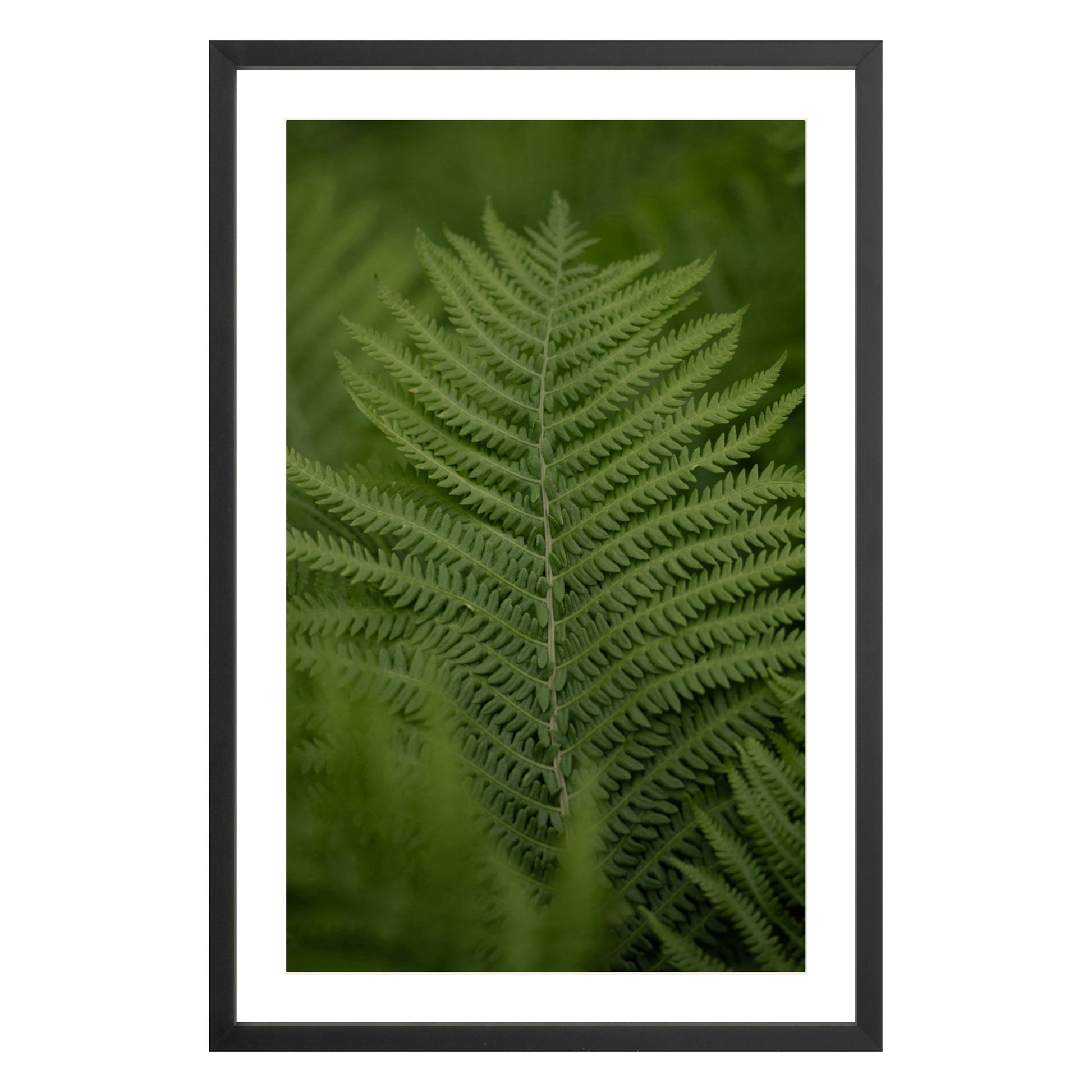 Photograph of green fern leaf framed in black with white mat