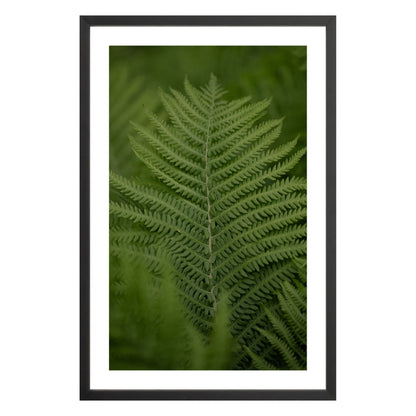 Photograph of green fern leaf framed in black with white mat