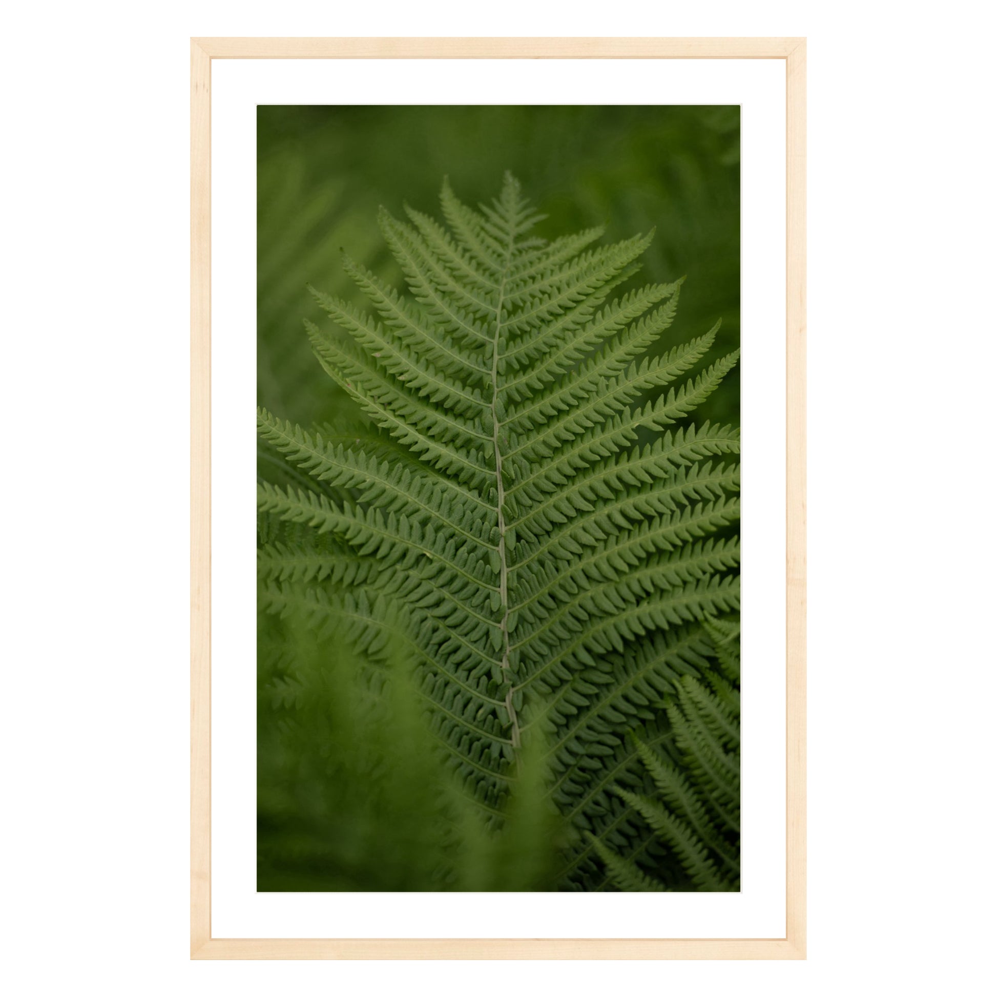 Photograph of green fern leaf framed in natural wood with white mat