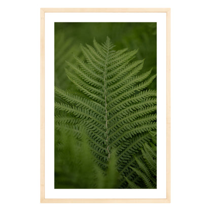 Photograph of green fern leaf framed in natural wood with white mat