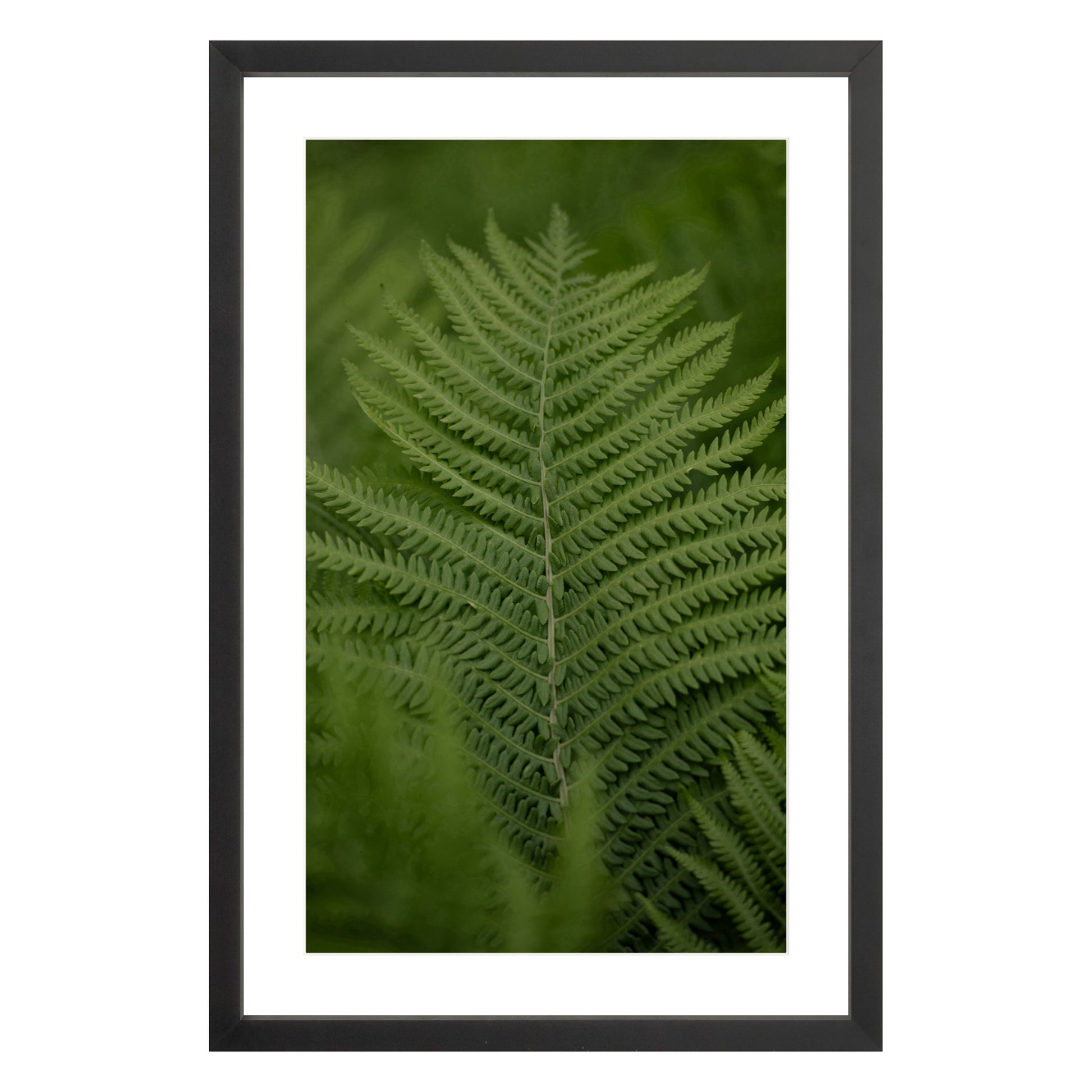 Photograph of green fern leaf framed in black with white mat