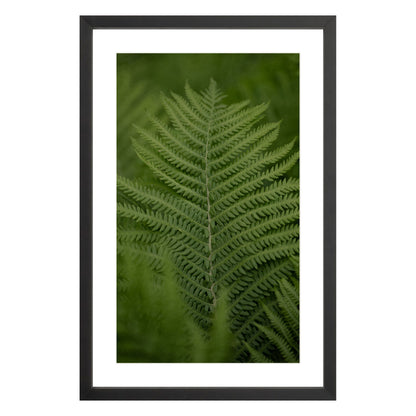 Photograph of green fern leaf framed in black with white mat