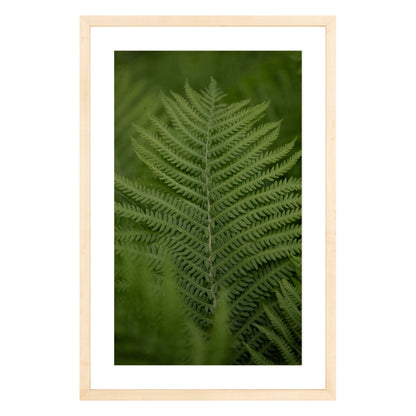 Photograph of green fern leaf framed in natural wood with white mat