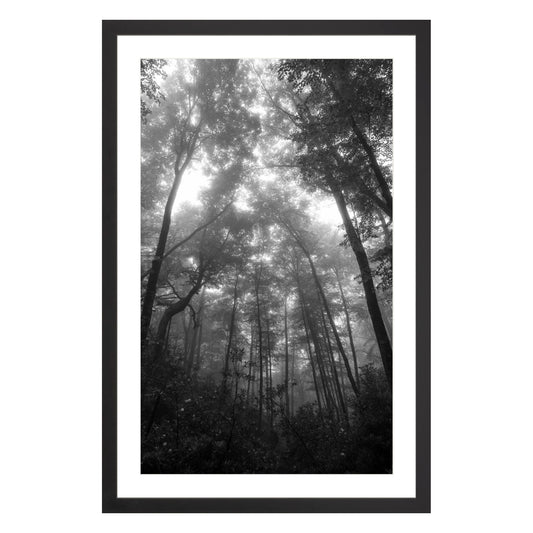 Black and white photograph of trees in misty fog in North Carolina framed in black with white mat