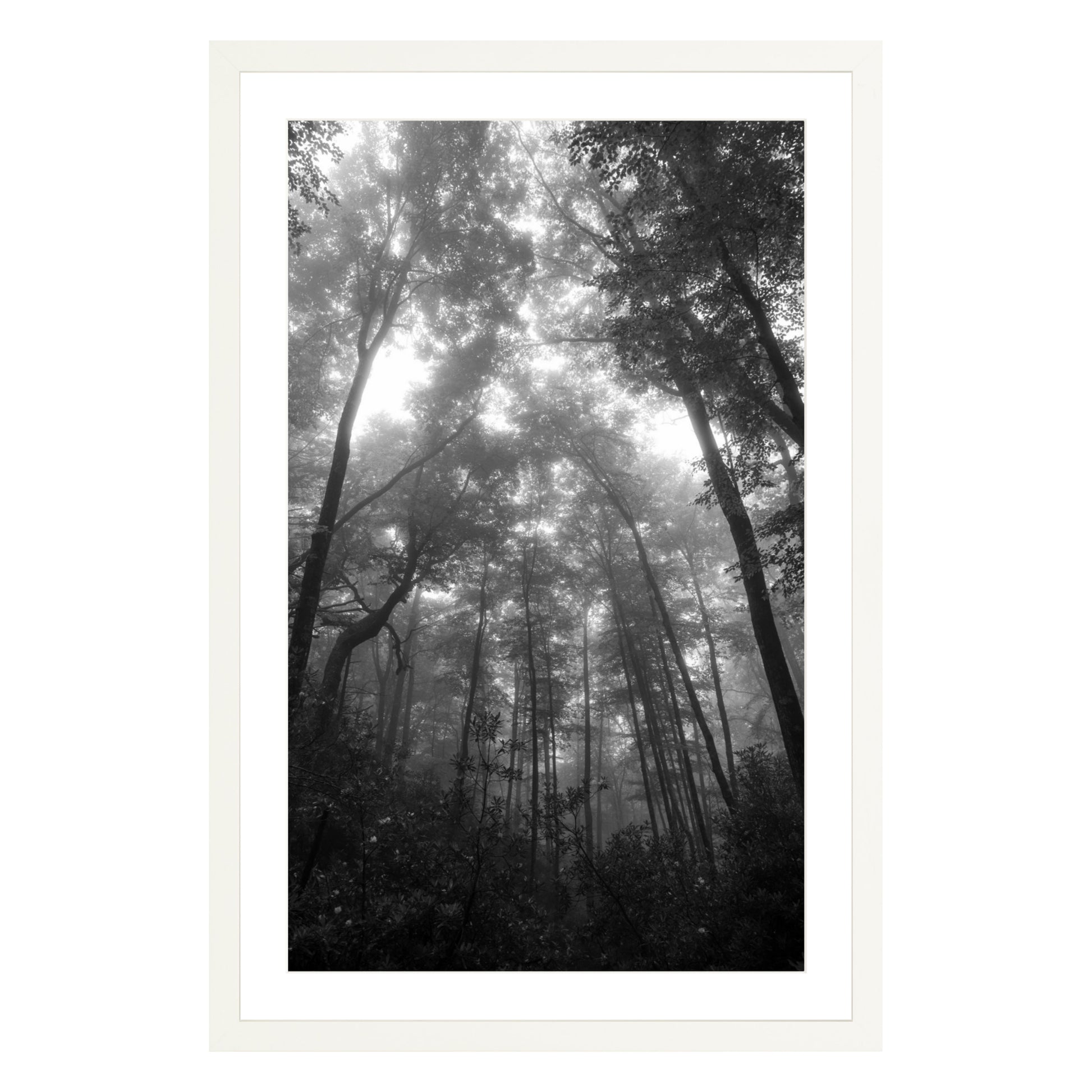 Black and white photograph of trees in misty fog in North Carolina framed in white with white mat