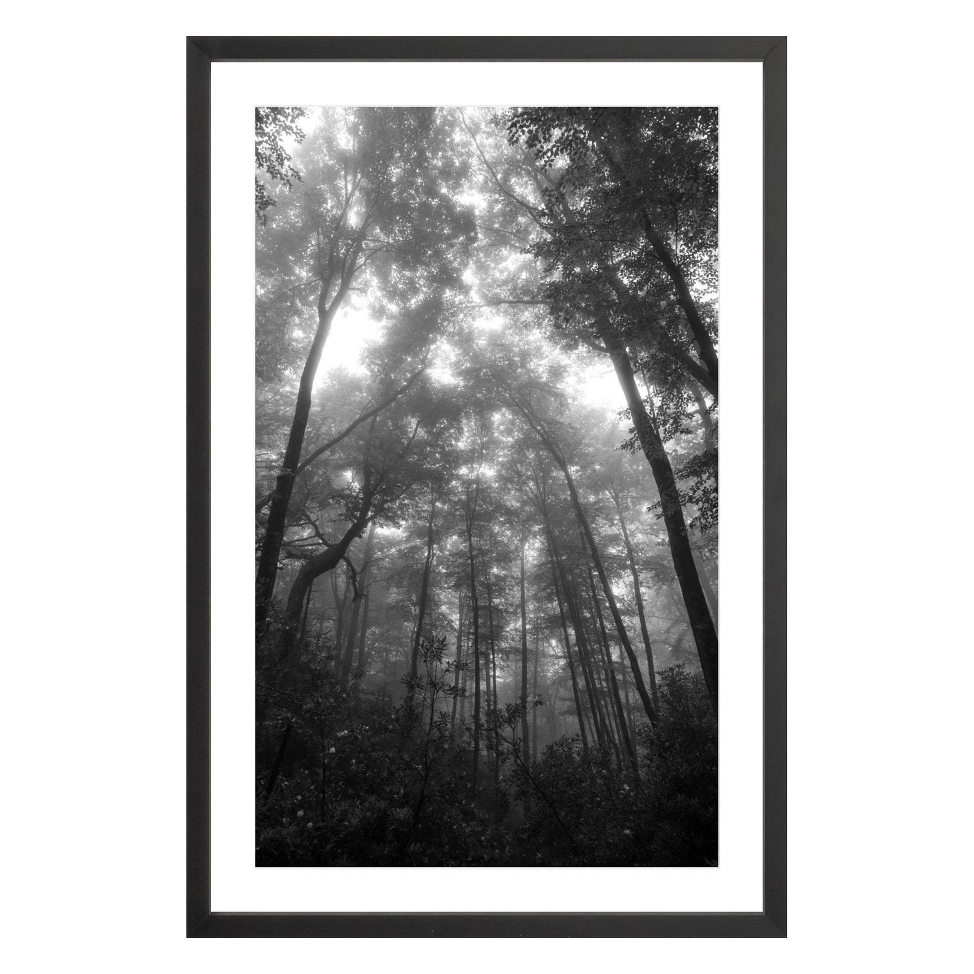 Black and white photograph of trees in misty fog in North Carolina framed in black with white mat