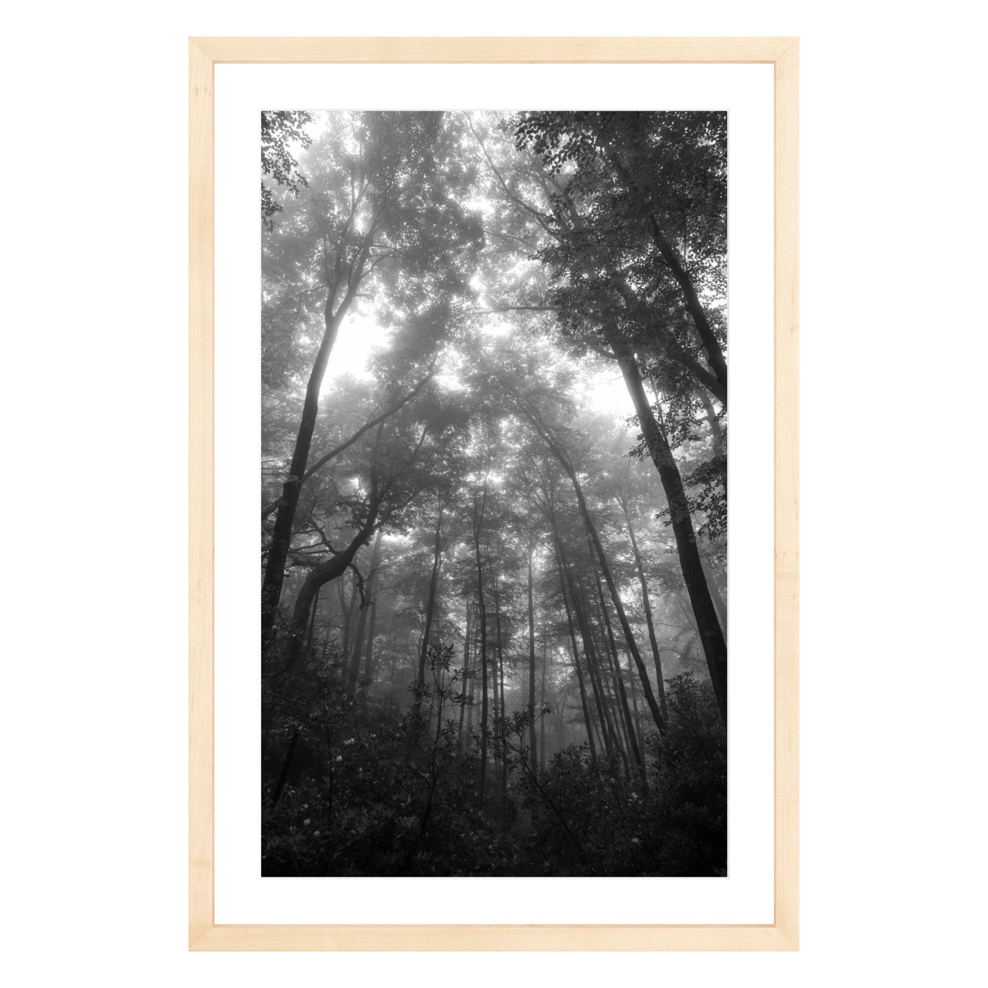Black and white photograph of trees in misty fog in North Carolina framed in natural wood with white mat