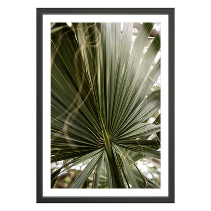 Photograph of a palm leaf close up in black frame with white mat