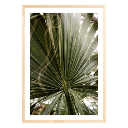 Photograph of a palm leaf close up in natural wood frame with white mat