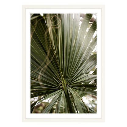 Photograph of a palm leaf close up in white frame with white mat