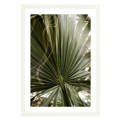 Photograph of a palm leaf close up in white frame with white mat