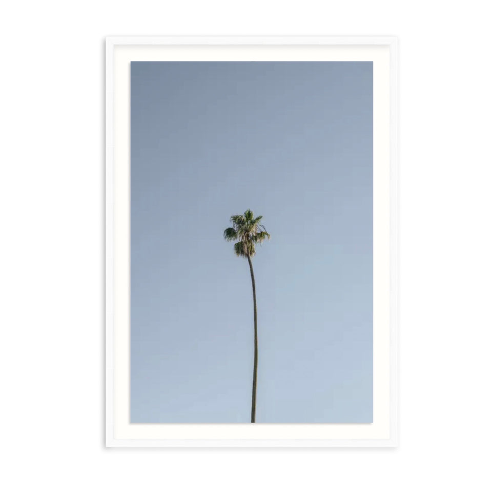 "Solo Palm" is the quintessential palm tree print for any beach lover's home. This California palm was photographed by Amanda Anderson in the heart of San Francisco. 