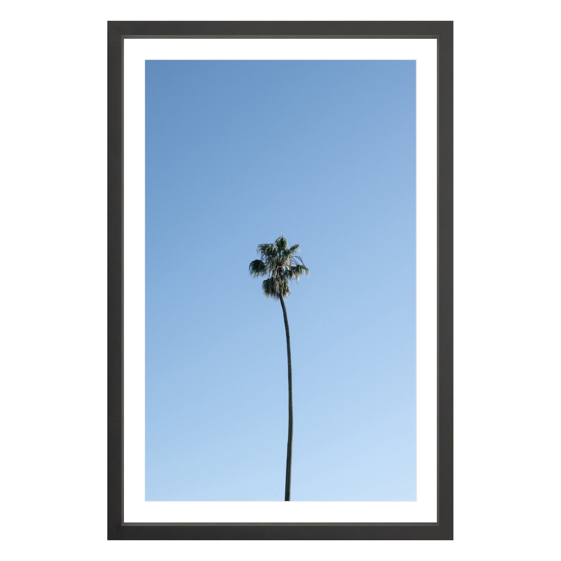 Photograph of single palm tree in front of blue sky in black frame with white mat