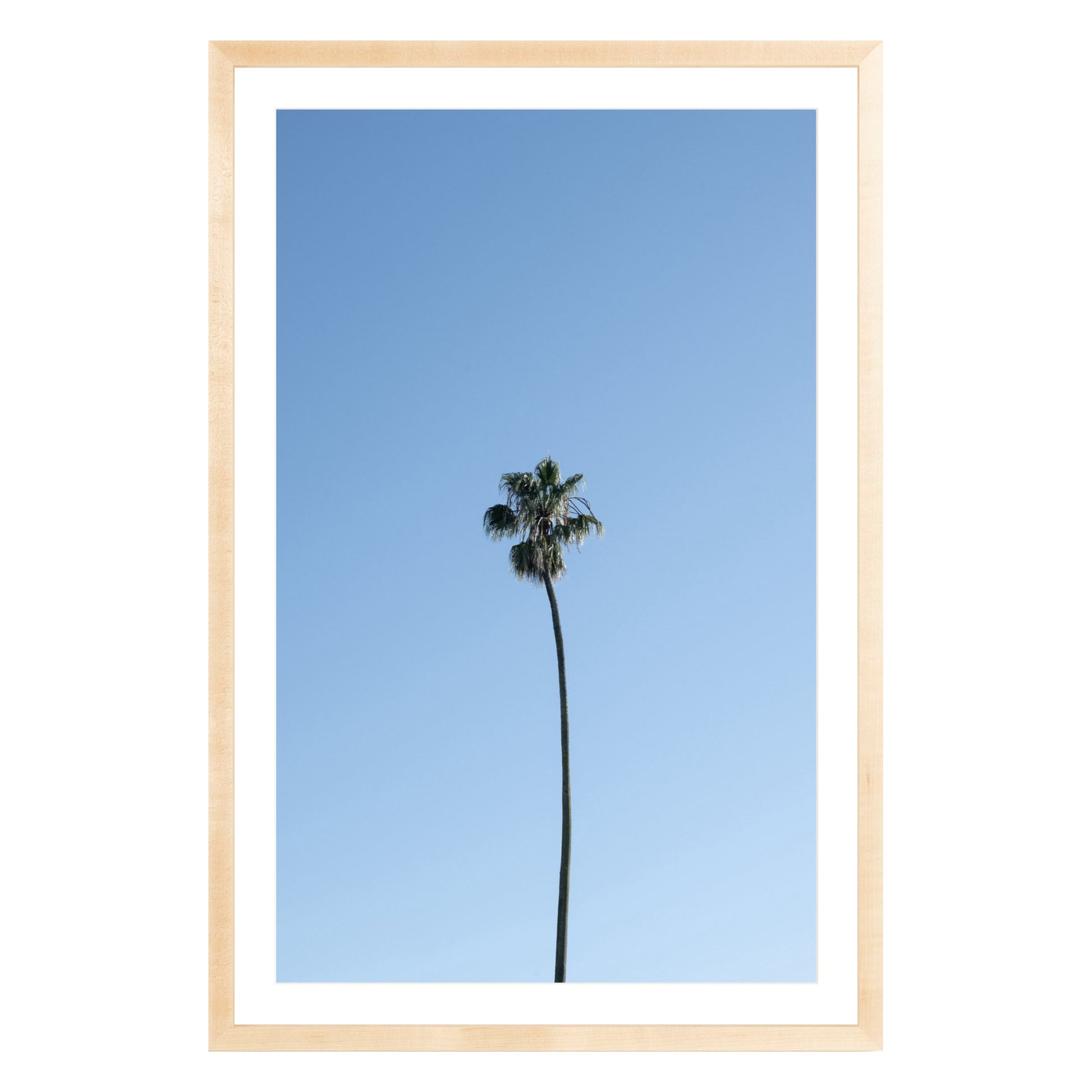 Photograph of single palm tree in front of blue sky in natural wood frame with white mat