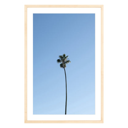 Photograph of single palm tree in front of blue sky in natural wood frame with white mat