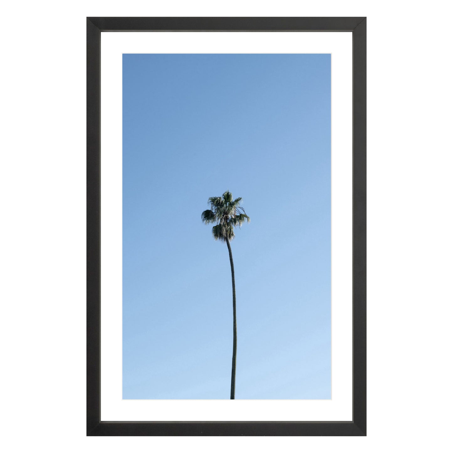 Photograph of single palm tree in front of blue sky in black frame with white mat
