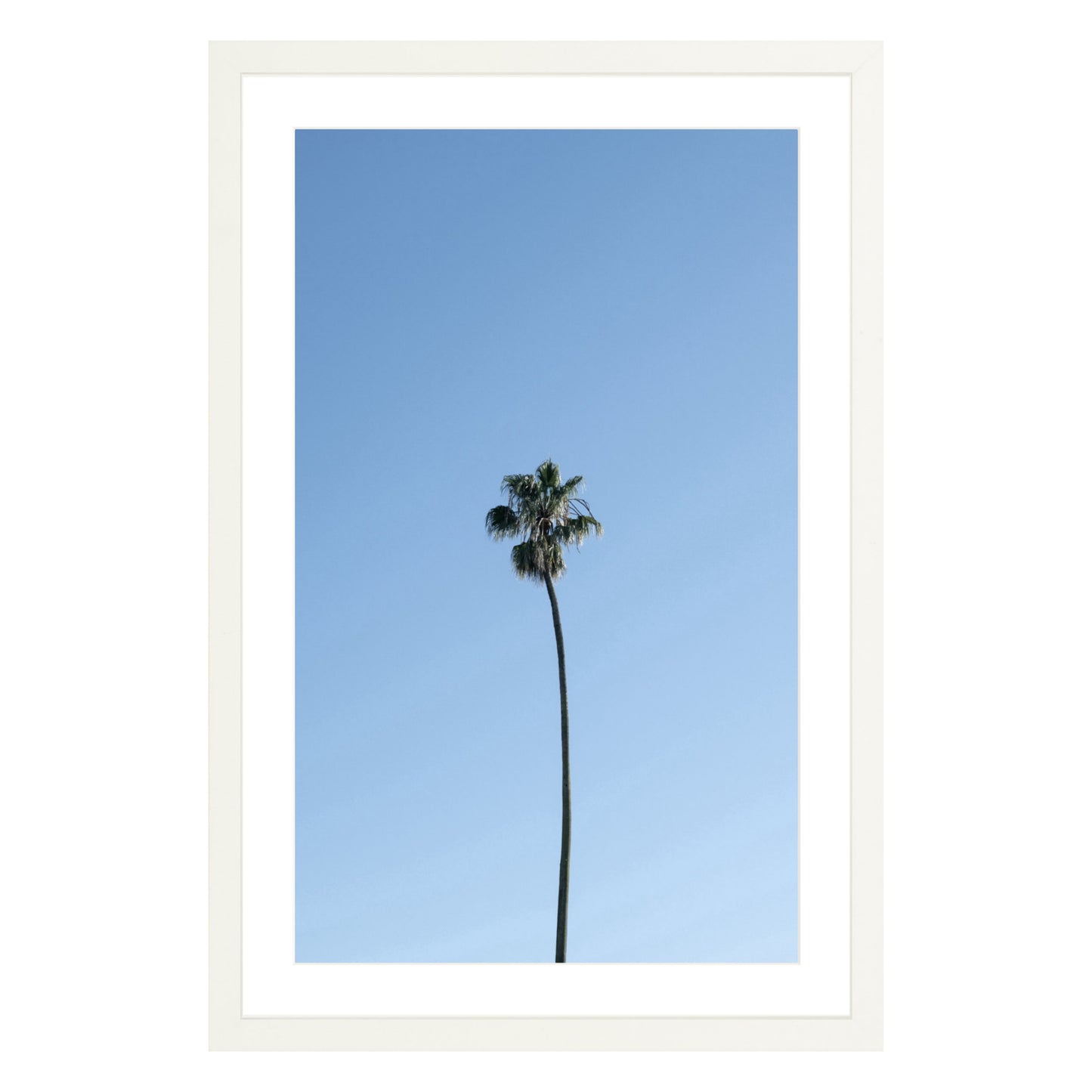 Photograph of single palm tree in front of blue sky in white frame with white mat