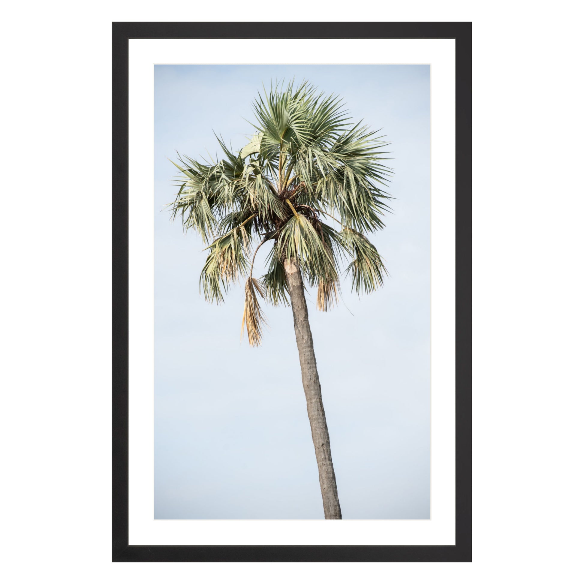 Photograph of a palm tree in Tanzania, framed in black with white mat