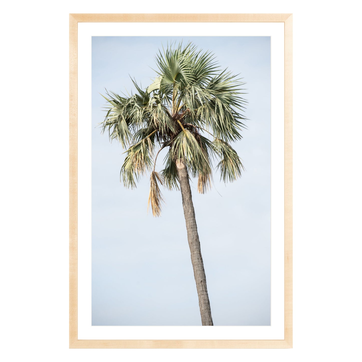 Photograph of a palm tree in Tanzania, framed in natural wood with white mat