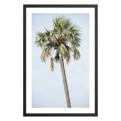 Photograph of a palm tree in Tanzania, framed in black with white mat