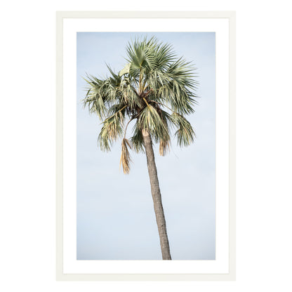 Photograph of a palm tree in Tanzania, framed in white with white mat