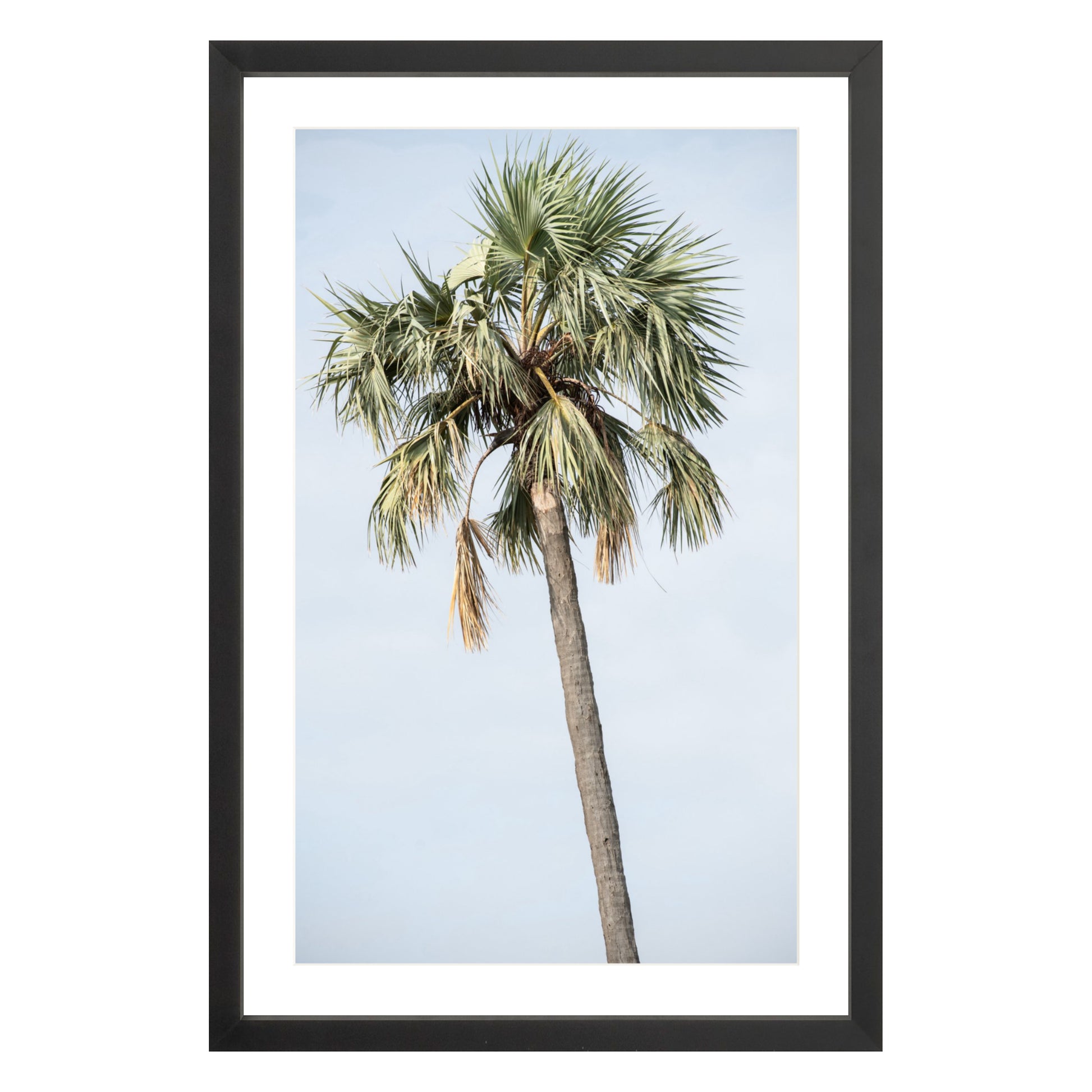 Photograph of a palm tree in Tanzania, framed in black with white mat