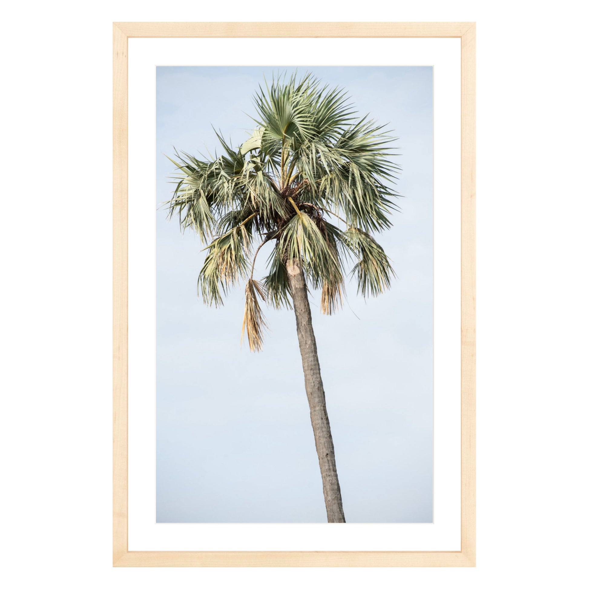 Photograph of a palm tree in Tanzania, framed in natural wood with white mat