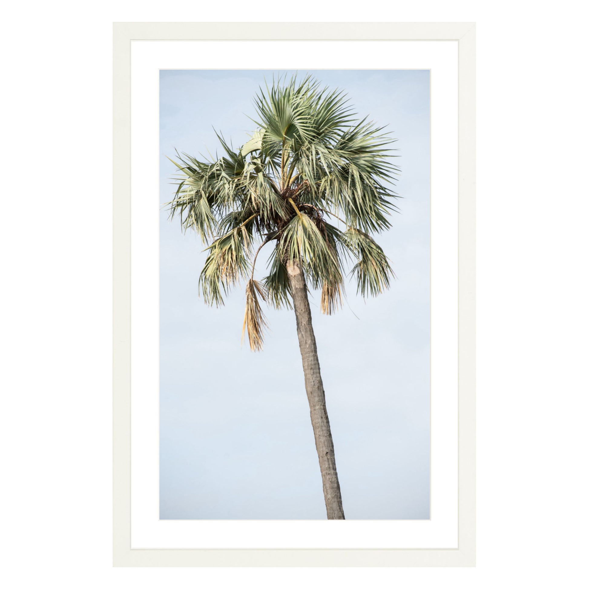Photograph of a palm tree in Tanzania, framed in white with white mat