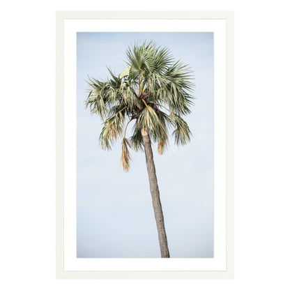 Photograph of a palm tree in Tanzania, framed in white with white mat