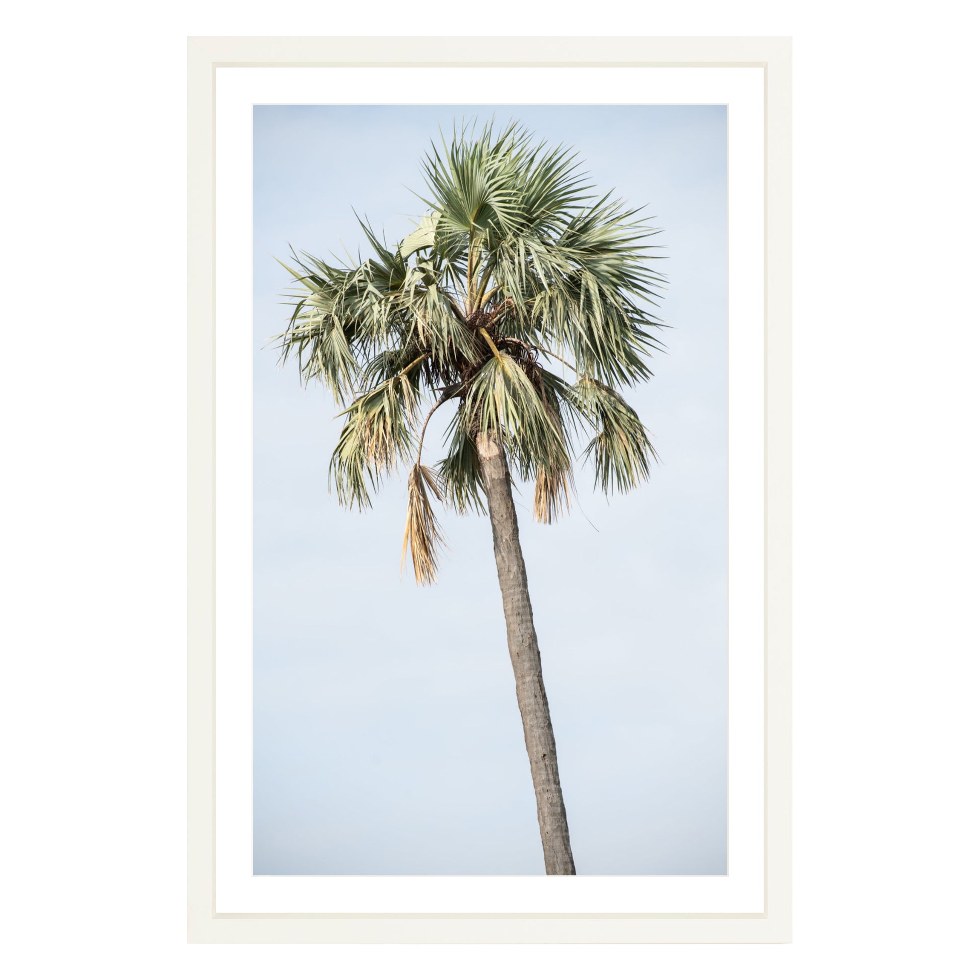 Photograph of a palm tree in Tanzania, framed in white with white mat