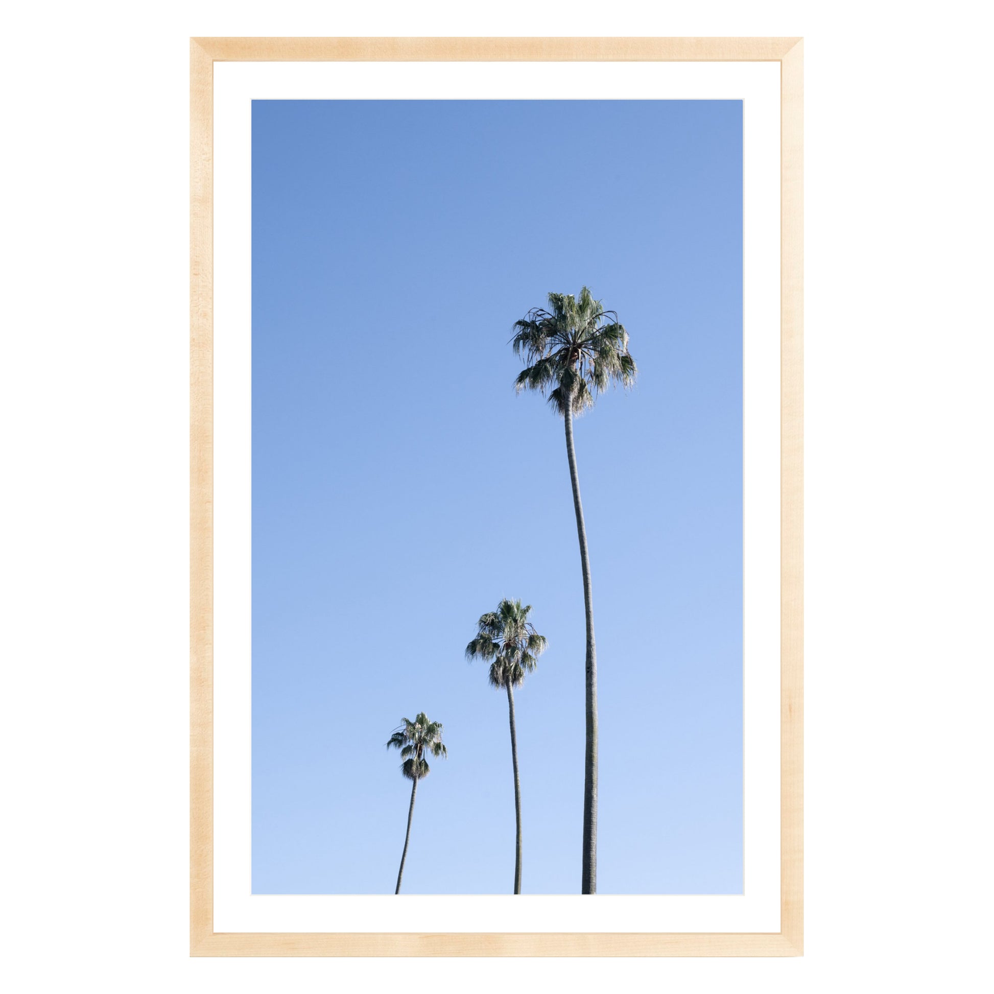 Photograph of three palm trees against blue sky framed in natural wood with white mat