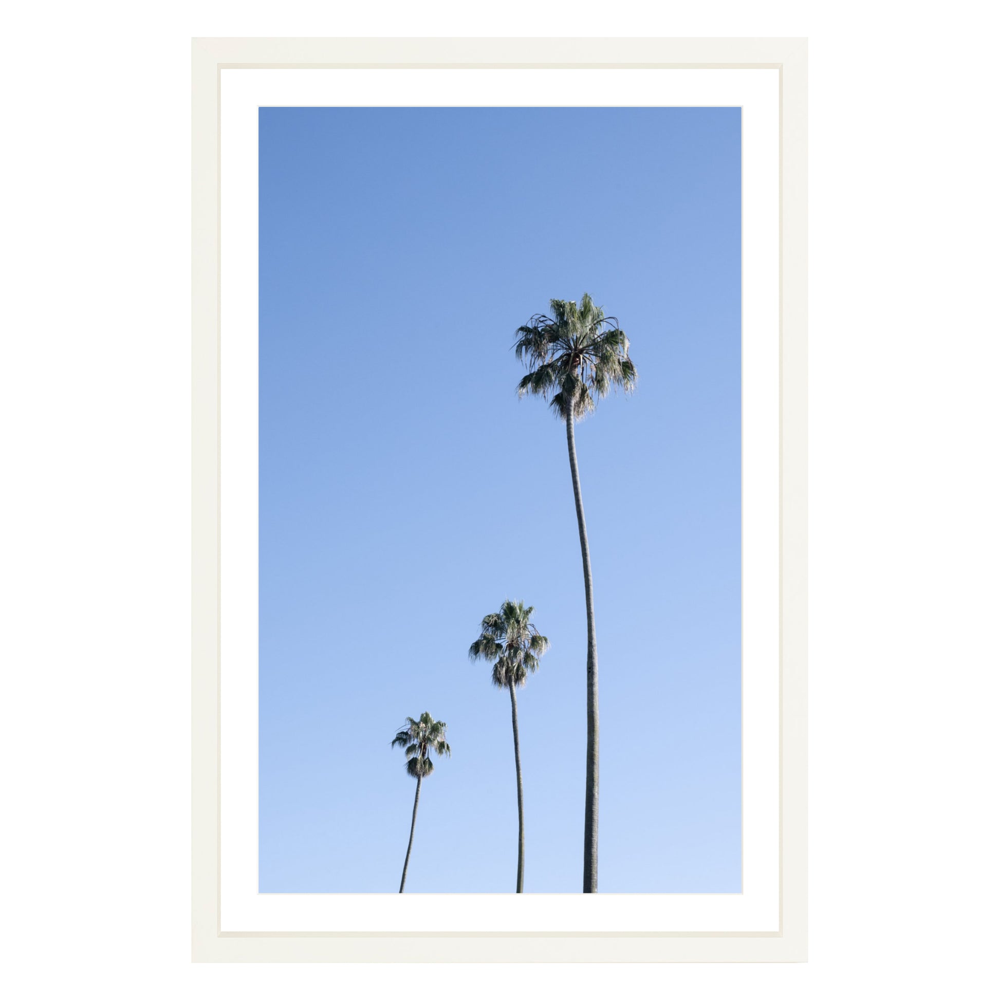 Photograph of three palm trees against blue sky framed in white with white mat