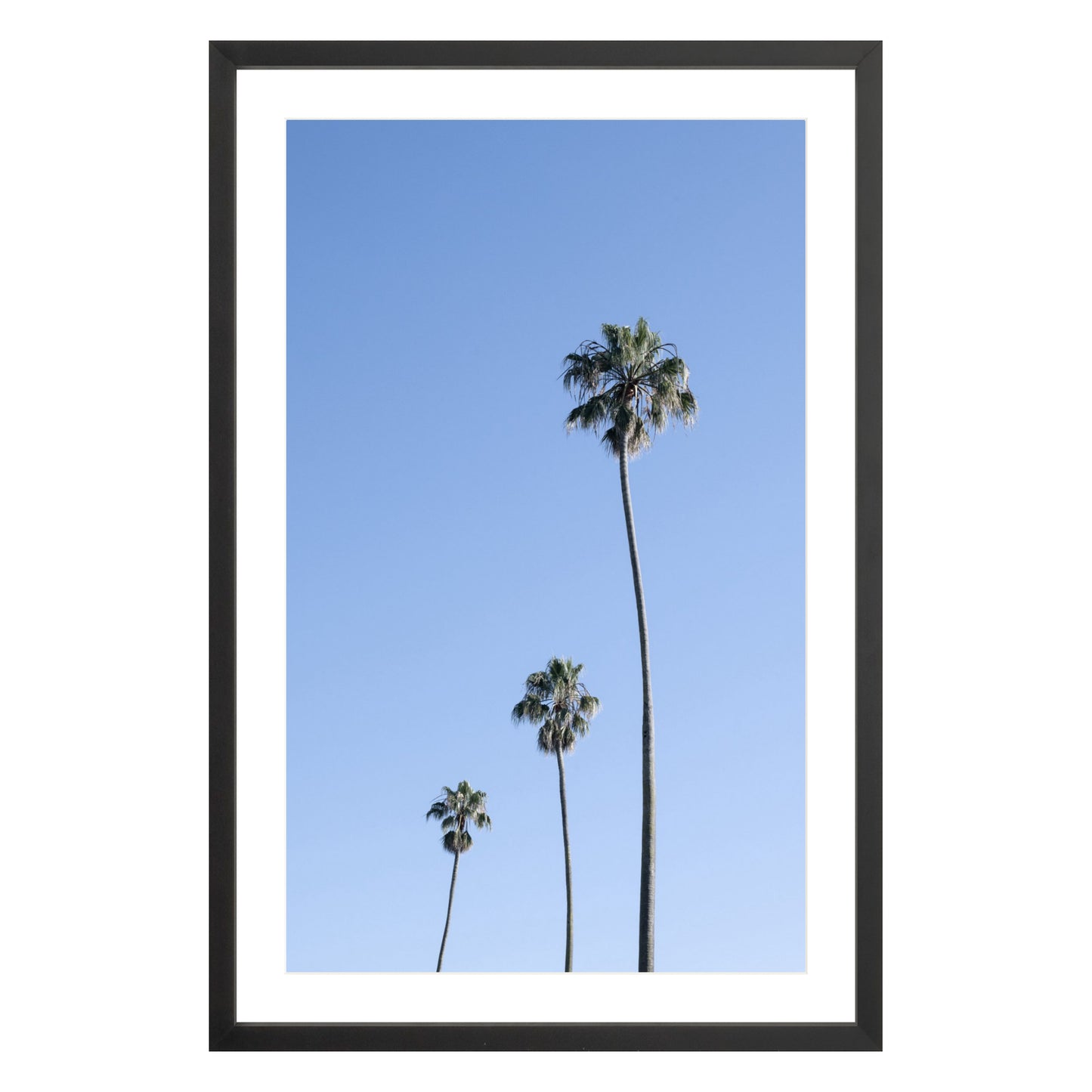 Photograph of three palm trees against blue sky framed in black with white mat