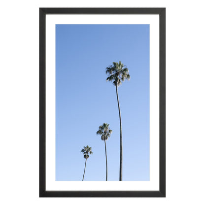 Photograph of three palm trees against blue sky framed in black with white mat