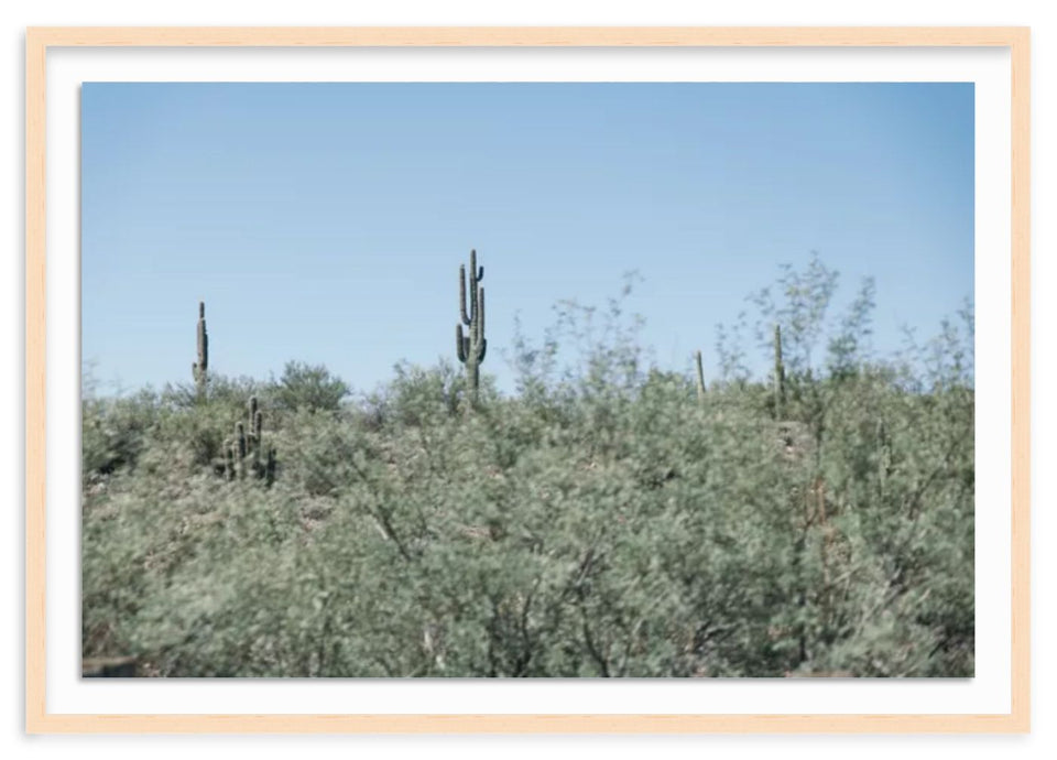 "Cactus Field" was photographed along the road from Phoenix to Sedona, Arizona, by travel based photographer, Amanda Anderson. Her work is showcased in her studio in Charlotte, NC. 