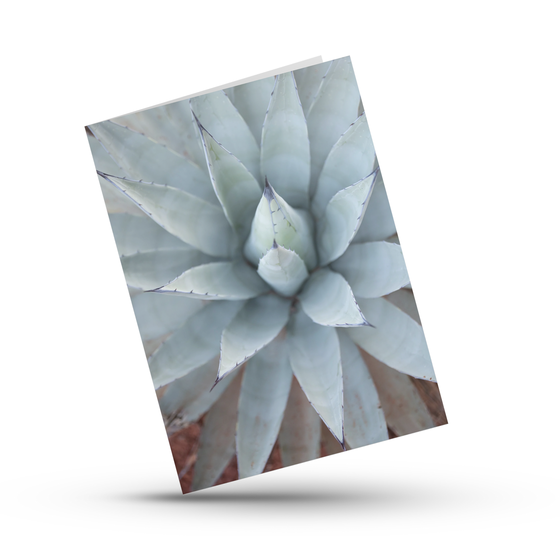 A Print Shop offers card packs with blank interiors for customers to write the perfect custom message. This Agave print by Amanda Anderson photography is the perfect card for any occasion.